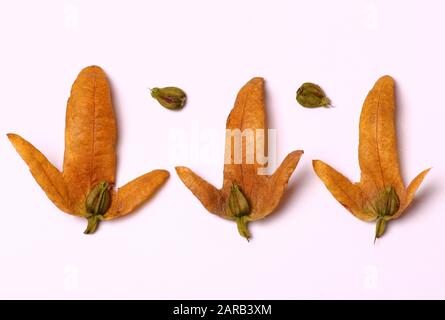 Hornbeam seeds in dry leaves isolated on white background Stock Photo