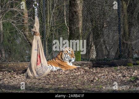 A beautiful tiger sitting on the ground. Stock Photo