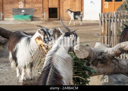 Goats.Goats eating a green tree on a farm. Stock Photo