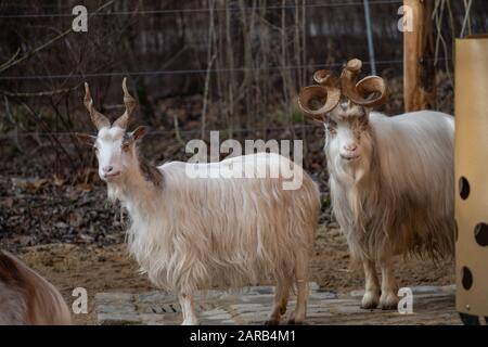 Two goats, one with a funny curled horn on a farm. Stock Photo