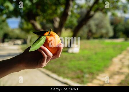 Man hand holding fresh picked orange in fruit garden at sunny day Stock Photo
