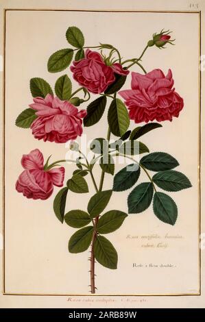 Rosa Centifolia. Rose flower illustration. Antique Botanical art
