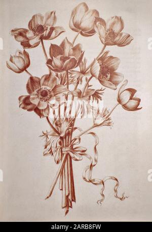 Anemone coronaria, (poppy anemone) Red chalk on paper by Nicolas Robert from Sketchbook A at the Jardin Du Roi, Paris c 1650 Stock Photo