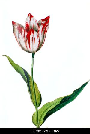 17th century watercolor painting of a Tulipa gesneriana (Gesner's Tulip, Didier's tulip or garden tulip) from Livre des Tulipes (Book of Tulips) by Ni Stock Photo