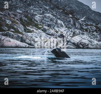 Humpback whale showing white fin in atlantic ocean near Ilulissat. Diving in the ocean and feeding. Blue water and blow. Photo taken in Greenland Stock Photo