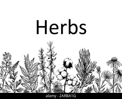 Poster card composition of hand drawn sketch style different kinds of plants isolated on white background. Vector illustration. Stock Vector