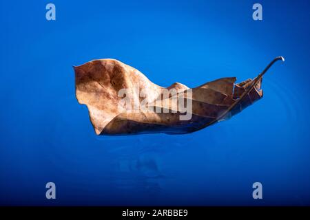 Dry leaves floating on the blue water surface Stock Photo