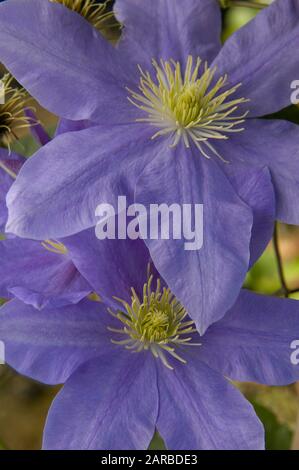 Clematis - Fujimusume , Waldrebe Stock Photo