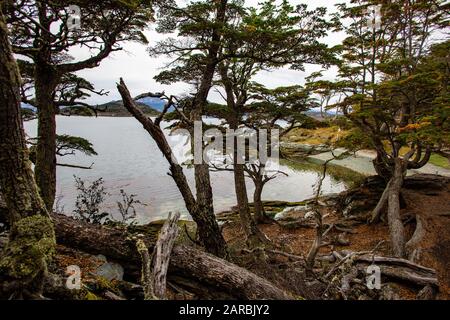 Coastal Trail, Tierra del Fuego National Park, Ushuaia, Argentina Stock Photo