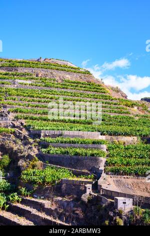 Plantations with  different cultvars of bananas plants on La Palma island, Canary, Spain, harvesting year-round Stock Photo