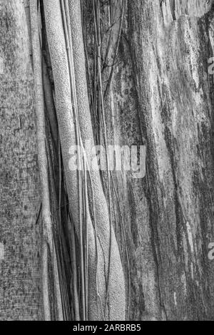 Black & white shot of young branches and trunks of clustered young trees in hedgerow. Tree abstract, abstraction in nature. Colour version is 2ARBRAE. Stock Photo