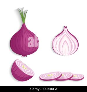 Onions. Shallots onions half, slice and whole, vector illustration Stock Vector