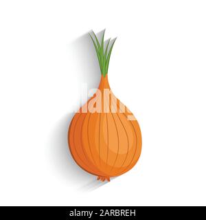 Onion, vector illustration. fresh white onion. Stock Vector