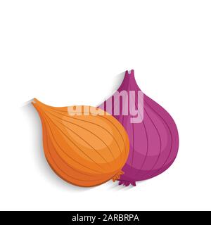 Onions. Shallots onions, vector illustration Stock Vector
