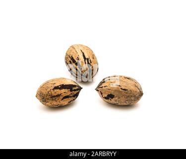 Studio shot three raw organic pecan nuts in-shell isolated on white Stock Photo