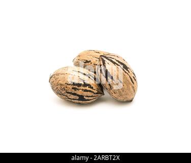 Studio shot three raw organic pecan nuts in-shell isolated on white Stock Photo