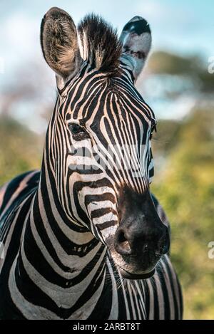 Zebra in the African wilderness, Kruger National Park, color Stock Photo