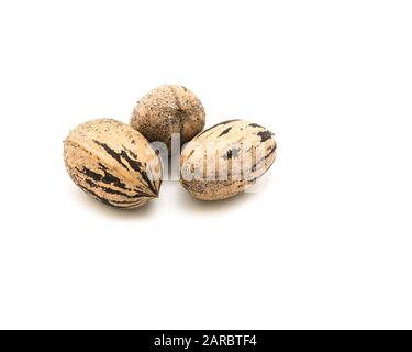 Studio shot three raw organic pecan nuts in-shell isolated on white Stock Photo