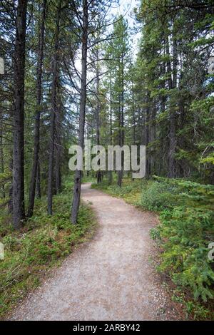 Landscape with a hiking trail through a pine forest. Stock Photo