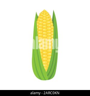 Corn cobs on white background, vector illustration Stock Vector