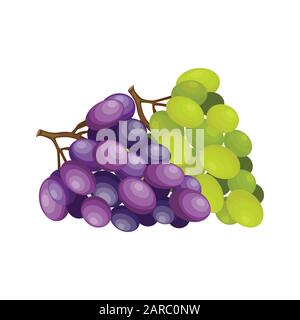 Banches of green and purple grapes, vector illustration Stock Vector