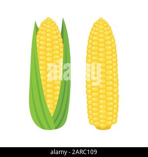 Corn cobs on white background, vector illustration Stock Vector