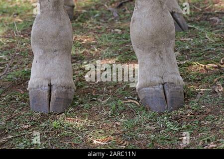 Giraffe hoof close-up, Lion & Safari Park, Gauteng, South Africa Stock ...