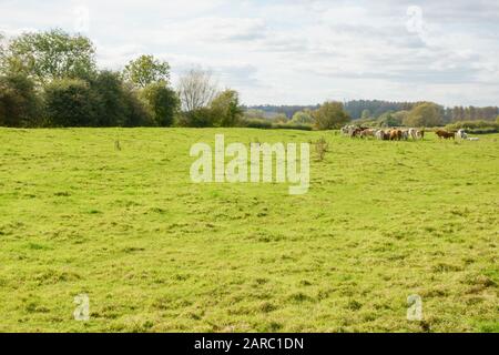 Herd of dairy cows grazing in lush grassy meadow. England UK Stock Photo