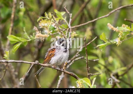 Reed Bunting in spring in a bush Stock Photo