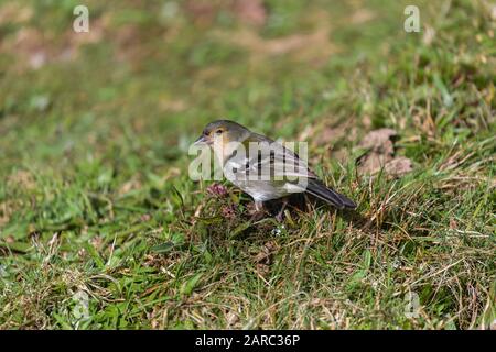 very small passerine bird endemic of Madeira island (madeira firecrest, madeira kinglet, regulus madeirensis) Stock Photo