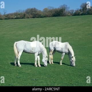 Two white or grey horses grazing on short pasture in summer with coats clipped leaving saddle and legs, Hampshire Stock Photo