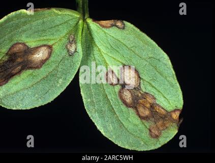 Leaf spot (Ascochyta fabae) crop fungal disease lesions on a field bean leaf (Vicia faba) Stock Photo