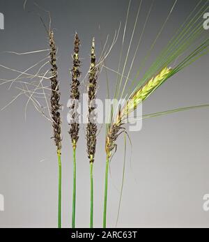 Loose smut (Ustilago nuda) varying degrees of fungal disease infection on smutted ears of barley Stock Photo