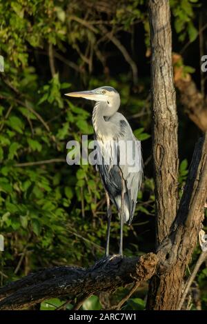 USA; Deep South; Louisiana, Atchafalaya Basin, Great blue heron Stock Photo