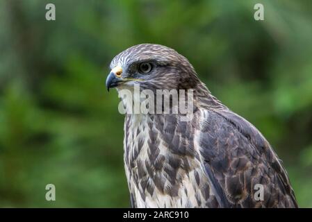 Banner format photo of a Common Buzzard (Buteo buteo). Buzzard, ( Buteo buteo ), perched on his perch Stock Photo