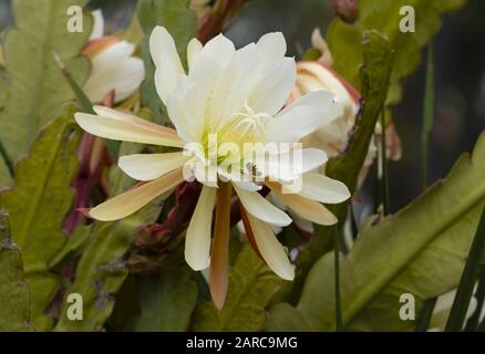 Closeup shot of a white orchid cactus with its leaves Stock Photo