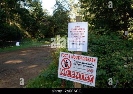 Dead cattle being removed by DEFRA from a  farm in Normandy in Surrey, scene of second outbreak of foot and mouth disease in 2007. Stock Photo