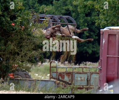 Dead cattle being removed by DEFRA from a  farm in Normandy in Surrey, scene of second outbreak of foot and mouth disease in 2007. Stock Photo