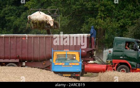 Dead cattle being removed by DEFRA from a  farm in Normandy in Surrey, scene of second outbreak of foot and mouth disease in 2007. Stock Photo