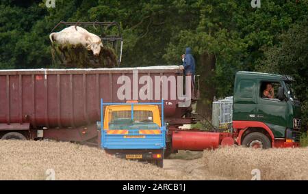 Dead cattle being removed by DEFRA from a  farm in Normandy in Surrey, scene of second outbreak of foot and mouth disease in 2007. Stock Photo