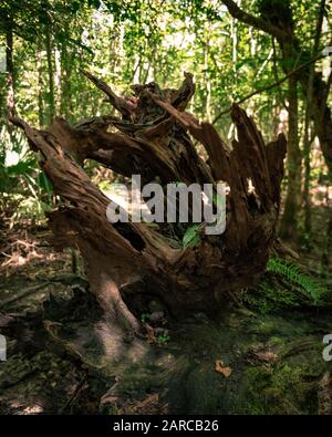 Vertical picture of an old tree trunk covered in mosses in a forest with a blurry background Stock Photo