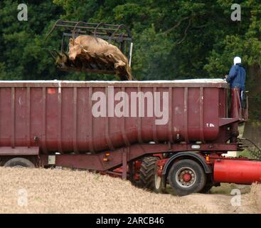 Dead cattle being removed by DEFRA from a  farm in Normandy in Surrey, scene of second outbreak of foot and mouth disease in 2007. Stock Photo