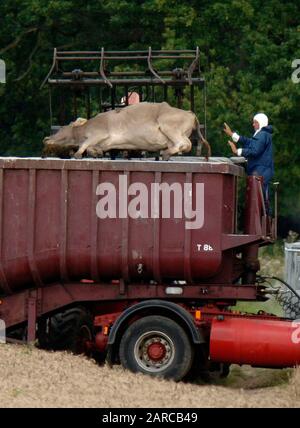 Dead cattle being removed by DEFRA from a  farm in Normandy in Surrey, scene of second outbreak of foot and mouth disease in 2007. Stock Photo