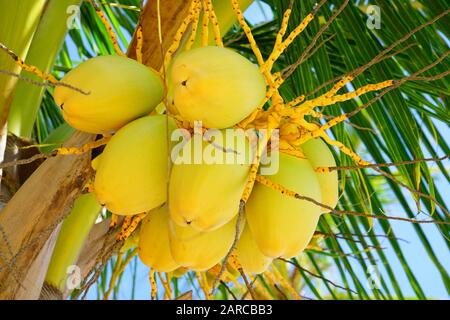 Green young coconuts growing on a palm tree Stock Photo