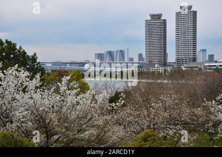 Spring in bloom on the coast of Odaiba Stock Photo