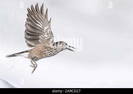 Nutcracker in flight on snow (Nucifraga caryocatactes) Stock Photo