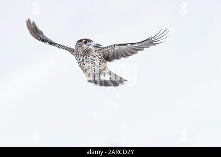 Nutcracker in flight on snow (Nucifraga caryocatactes) Stock Photo