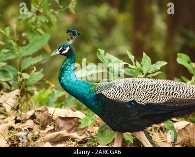 Close up of gorgeous colorful peacock bird in deep forest Stock Photo