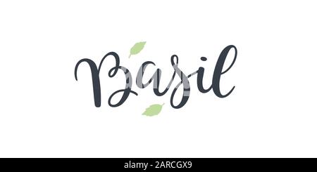 Basil text hand drawn lettering isolated on white background. Stock Vector