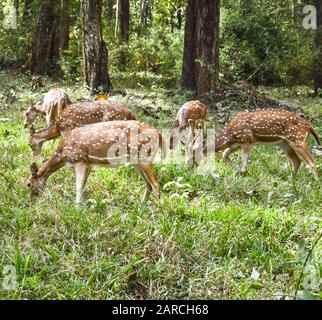Beautiful and adorable spotted deer in a dense green forest Stock Photo